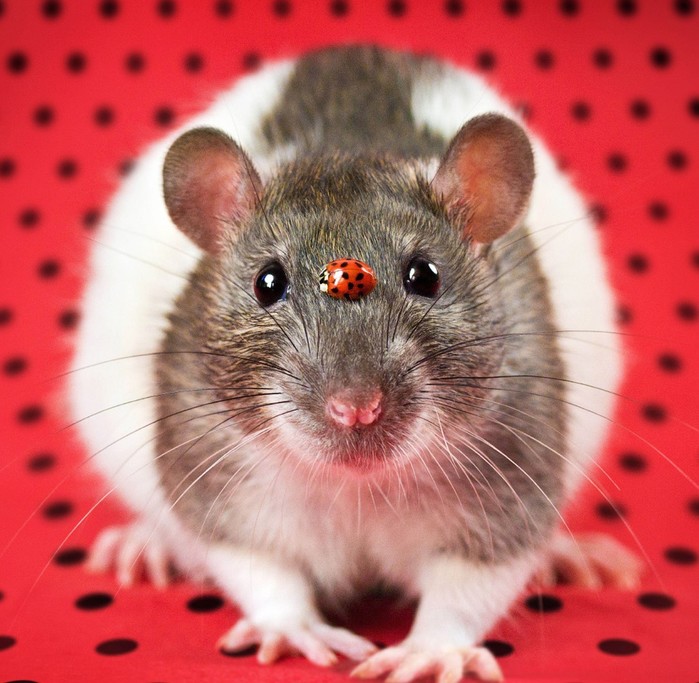 Очаровательные крысиные портреты: фотограф Диана Оздамар