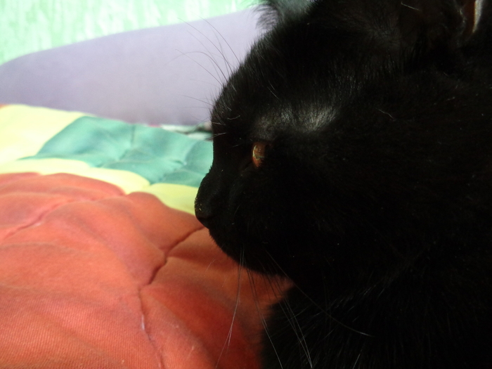 DSC04070 (700x525, 210Kb)