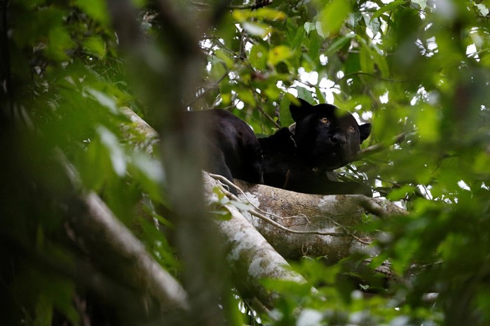 Почему бразильские ягуары живут на деревьях: фотографии невероятных кошек