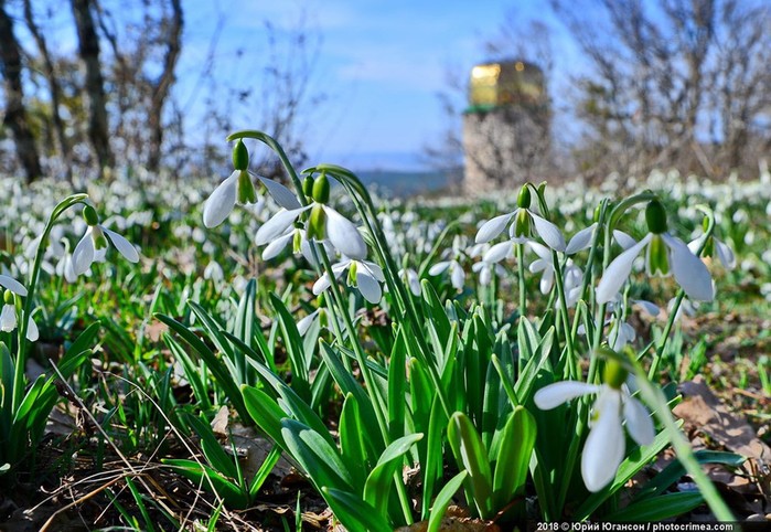 Весенние цветы, или Зачем ехать в Крым в марте