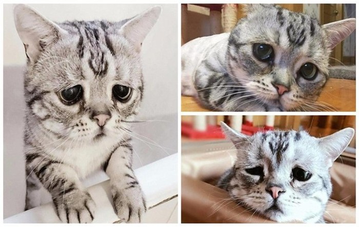 Самая грустная кошка в мире по кличке Луху