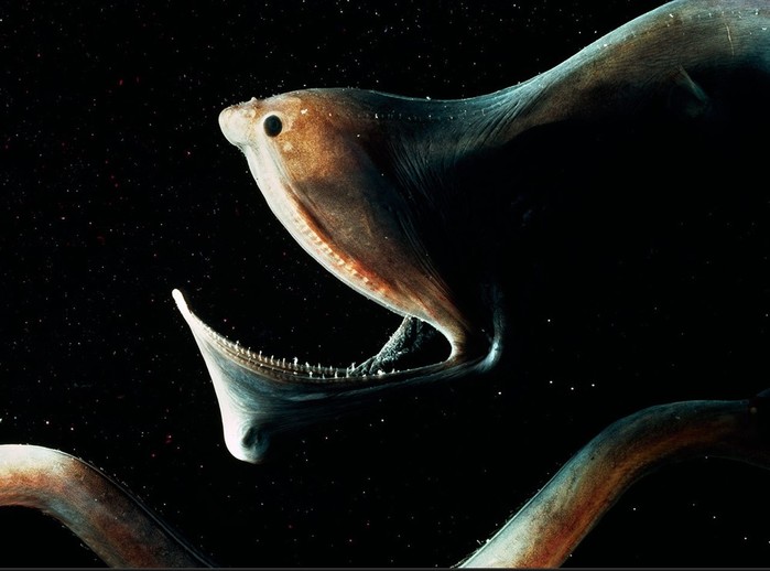 Самые странные и страшные морские животные