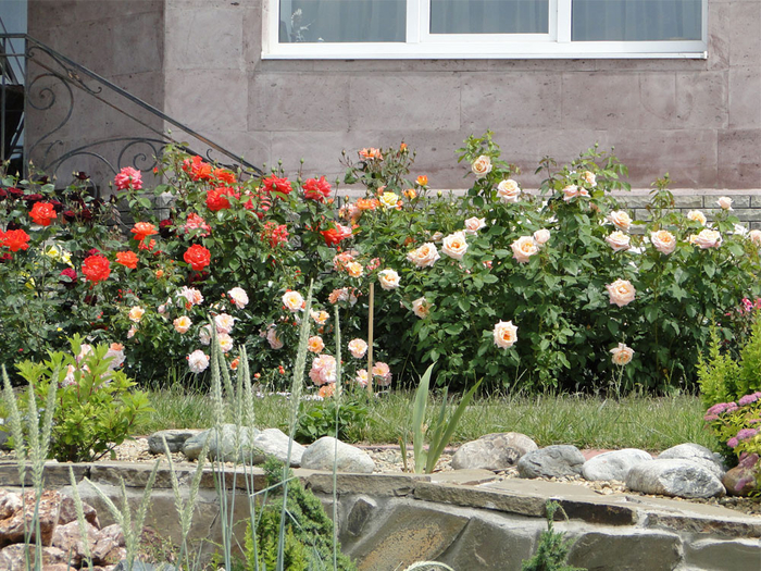 Красивые цветники с розами7а (700x525, 551Kb)