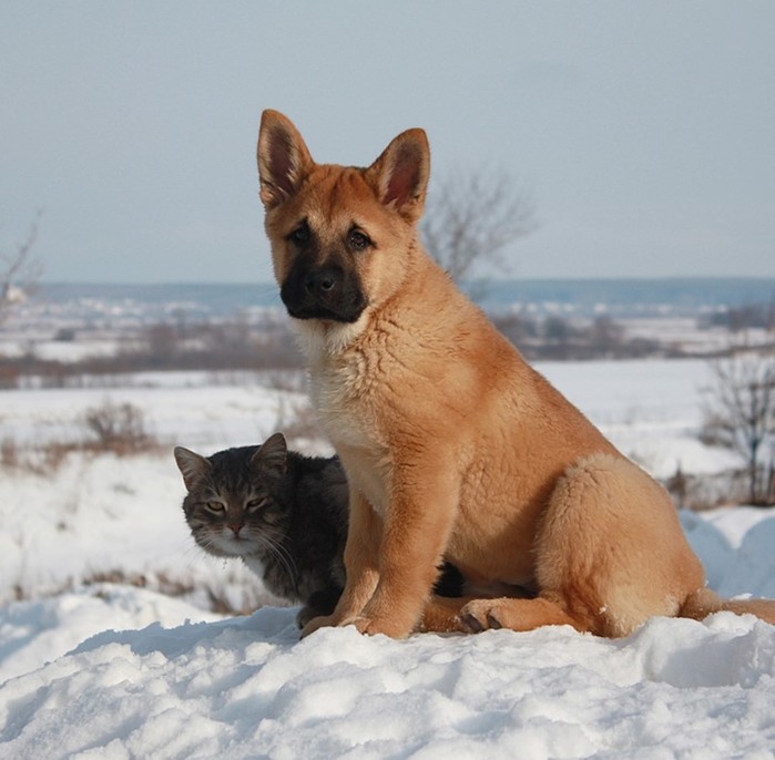 Неразлучные друзья кот Платон и щенок Булька