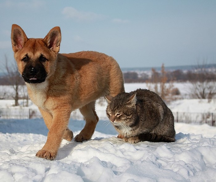 Неразлучные друзья кот Платон и щенок Булька