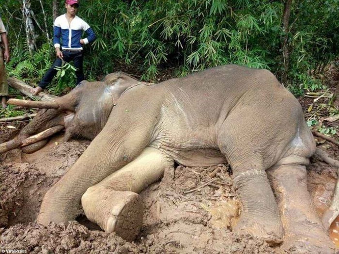 Хозяин слона беглеца разозлился и заморил его голодом