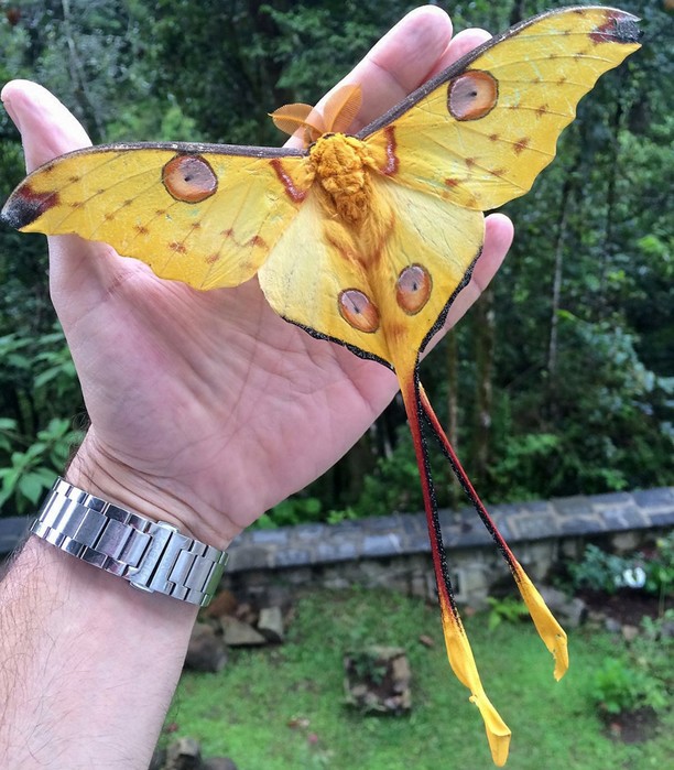 Как выглядят бабочки и их гусеницы