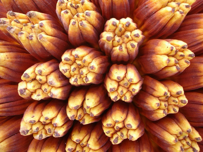 1 (700x524, 484Kb)