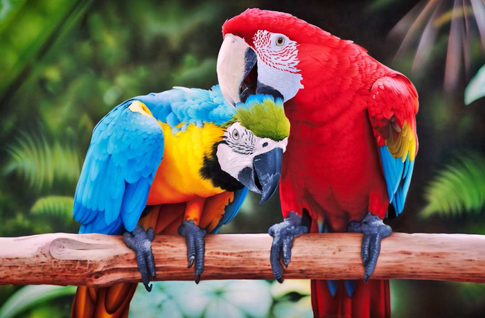 !!Как Вы относитесь к попугаям! (700x459, 338Kb)