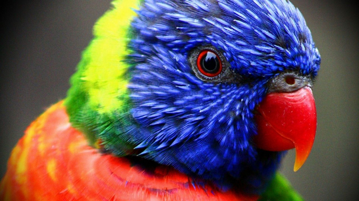Как Вы относитесь к попугаям20 (700x393, 342Kb)