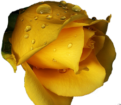 23 (250x218, 110Kb)