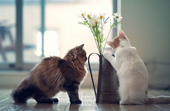 Самые милые друзья — кошки Дейзи и Ханна