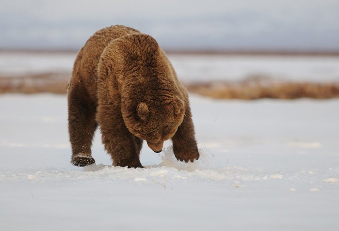 Весенние мишки: как камчатские медведи просыпаются после зимней спячки