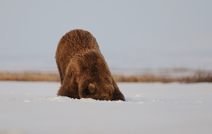 Весенние мишки: как камчатские медведи просыпаются после зимней спячки