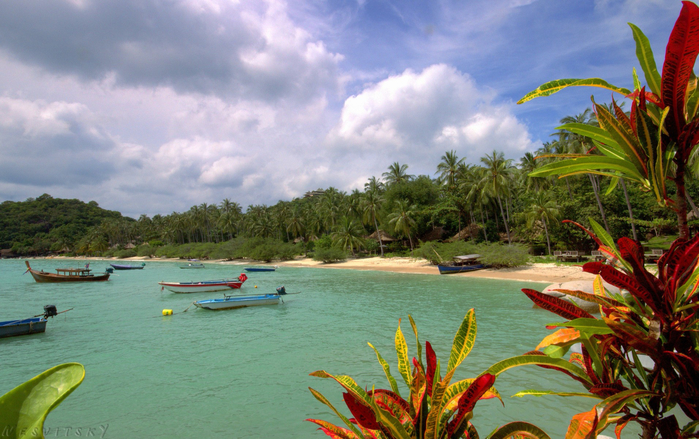 thailand-koh-tao-beach-derevja (700x439, 426Kb)