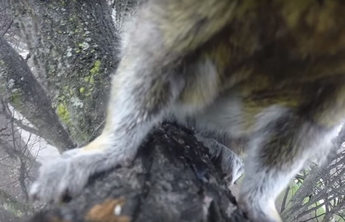 Рыжее животные украло камеру и сняло себя на видео