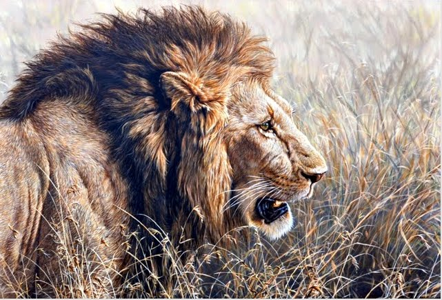 Mara Monarch African Wildlife Paintings Lion Alan M Hunt (641x435, 374Kb)