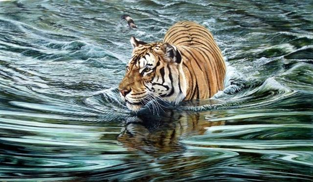 Riverside ambush Tiger Alan Hunt Wildlife Paintings (640x372, 253Kb)