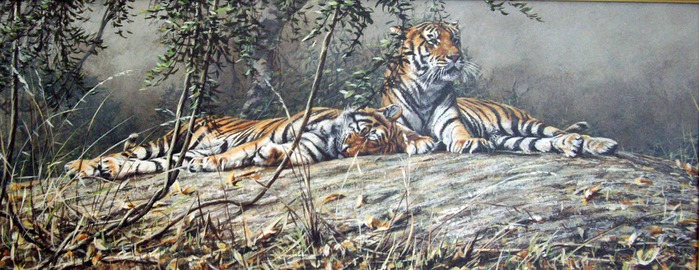 Two-Tigers-on-hill-top-afternoon-rest (700x270, 358Kb)