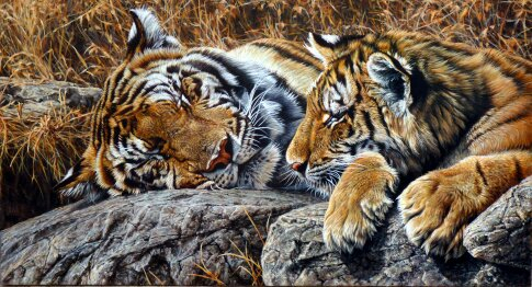 Original Tiger Paintings (485x262, 199Kb)