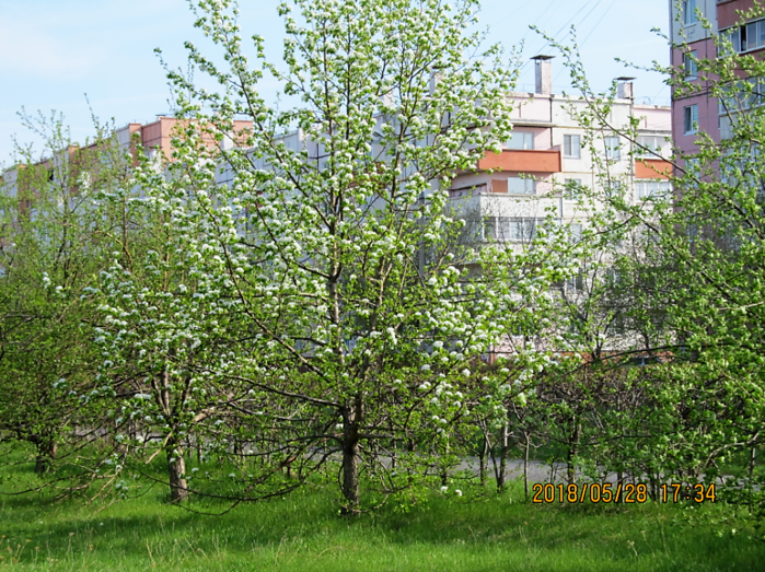 3924376_sharypovo_may_teplo_40 (700x523, 919Kb)