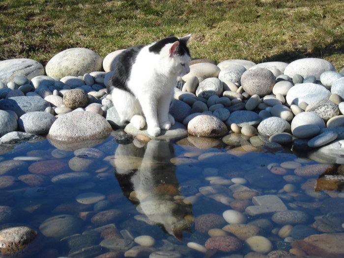 pool-garden-stones-reflection-thirsty-pet-cat (700x525, 99Kb)