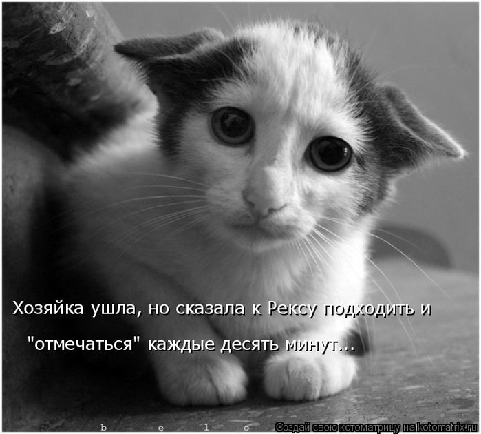 kotomatritsa_o (700x630, 204Kb)