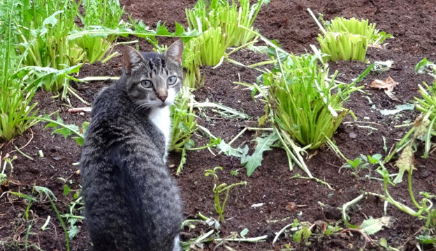 cat-in-garden_800 (624x360, 108Kb)