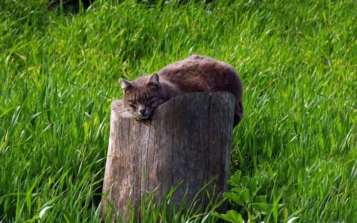 cat-tree-stump-grass-lie-1063771 (700x437, 300Kb)