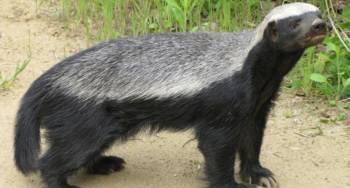 4208855_HoneyBadger (700x375, 106Kb)