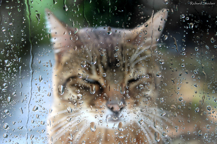 tumblr_m8799dpJtK1rd1r5to1_1280 (700x466, 175Kb)