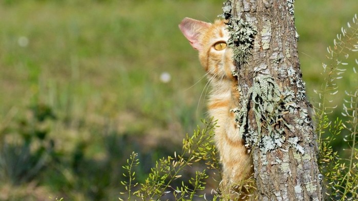 Animals_Kitten_hiding_behind_a_tree_092480_ (700x393, 80Kb)