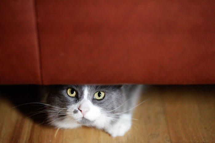 cat-hiding-under-couch-ts-469903548 (700x466, 30Kb)