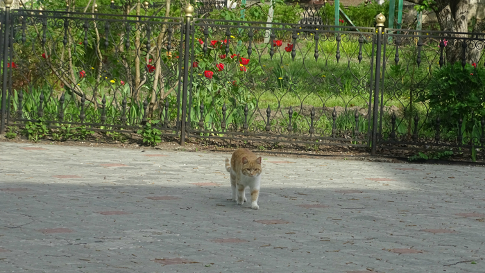 DSC06235 (700x394, 387Kb)
