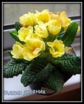 komnatnie rasteniya primula viraschivanie razmnojenie posadka i uhod/6009459_komnatnie_rasteniya_primula_viraschivanie_razmnojenie_posadka_i_uhod (165x204, 18Kb)