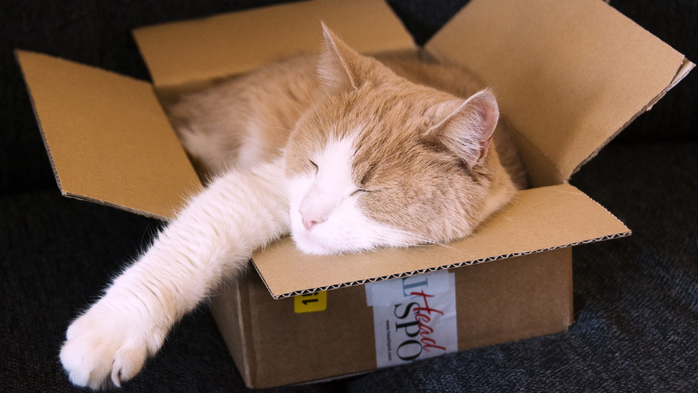 2017Animals___Cats_Red_cat_sleeps_in_a_cardboard_box_113540_ (700x393, 268Kb)