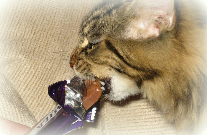 cat-eating-chocolate (700x455, 93Kb)