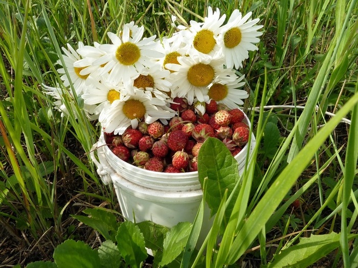 Картинки земляника и ромашки