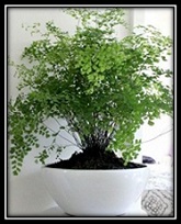 Adiantum Venerin volos posadka viraschivanie uhod i razmnojenie v domashnih usloviyah (1)/6009459_Adiantum_Venerin_volos_posadka_viraschivanie_uhod_i_razmnojenie_v_domashnih_usloviyah (165x204, 19Kb)