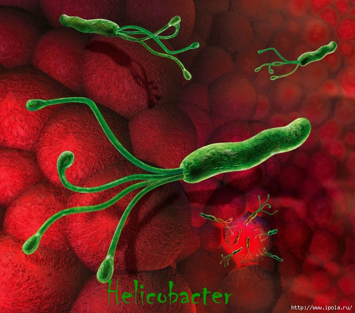 Helicobacter! (700x618, 360Kb)