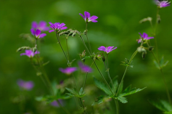 123 (700x466, 189Kb)
