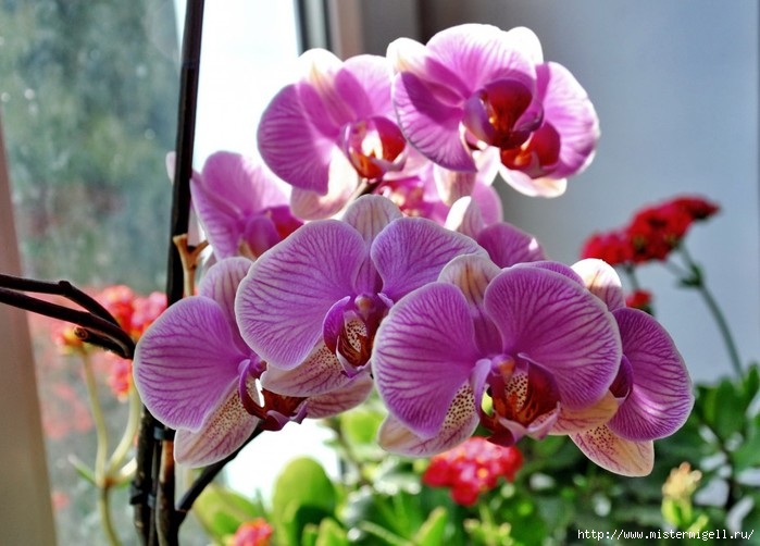 3085196_phalaenopsis1 (700x502, 194Kb)