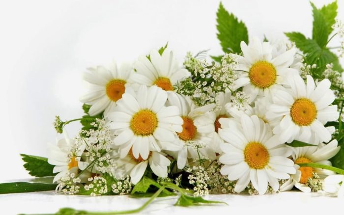 Белые нежные букеты из ромашек: красивые фотографии цветов