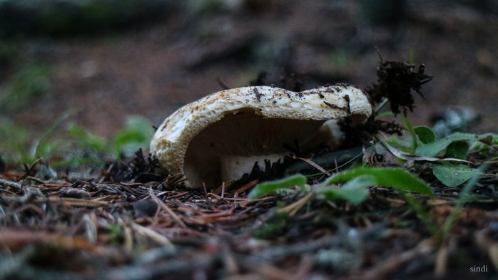 IMG_7886 (700x393, 268Kb)