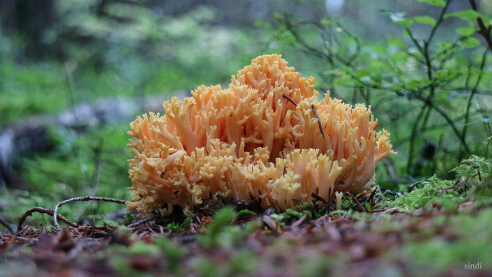 IMG_7803 (700x393, 338Kb)