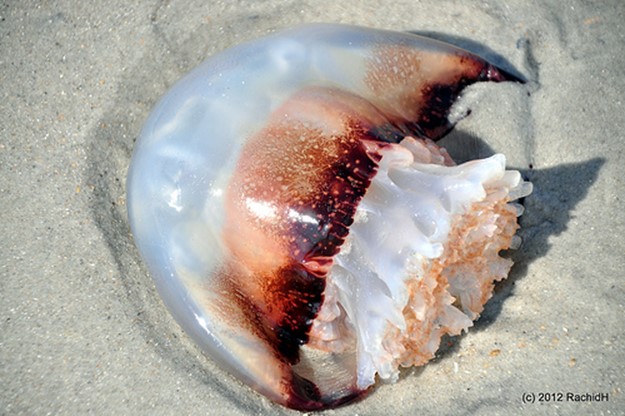 Самые опасные медузы в мире! Что делать, если вас ужалила медуза?