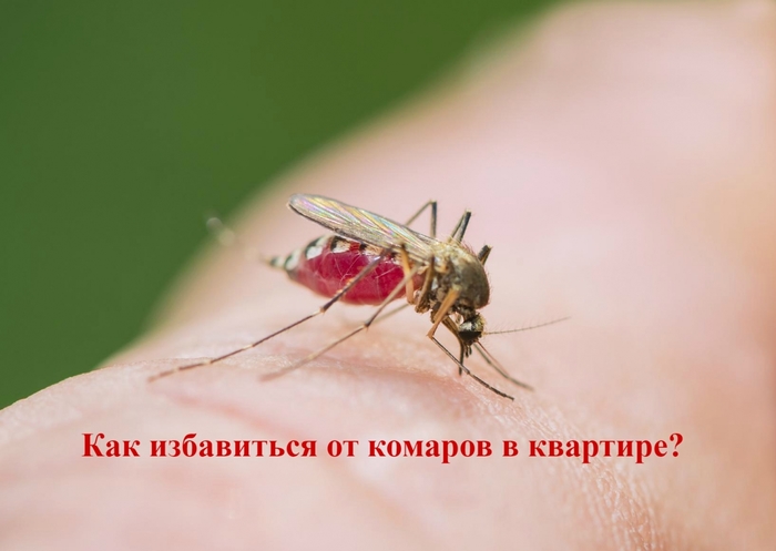 alt="Как избавиться от комаров в квартире?"/2835299_KAK_IZBAVITSYa_OT_KOMAROV_V_KVARTIRE (700x497, 143Kb)