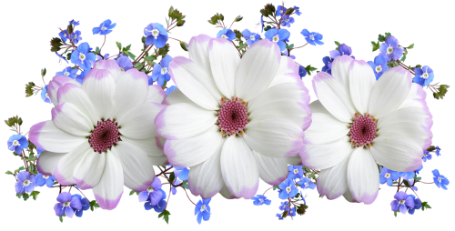 5182169_flowers3044088_1280_md_1_ (500x254, 197Kb)