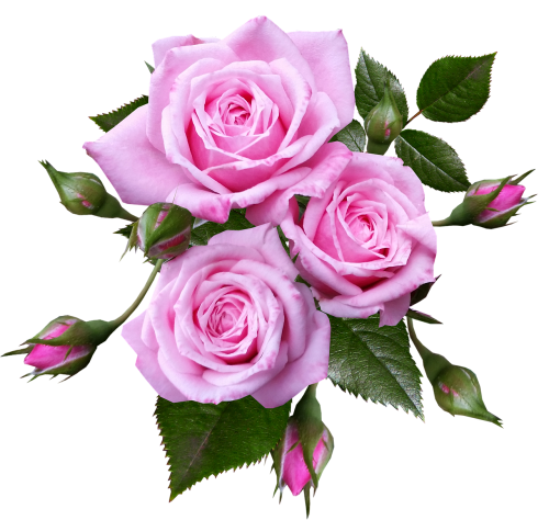 5182169_roses3306238_1280_md (500x474, 277Kb)