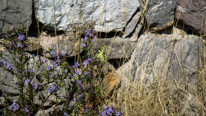 IMG_8253 (700x393, 465Kb)